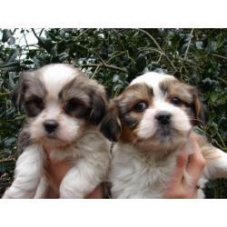 BOOMER puppies ! SHIH TZU met LHASA APSO div.kleuren