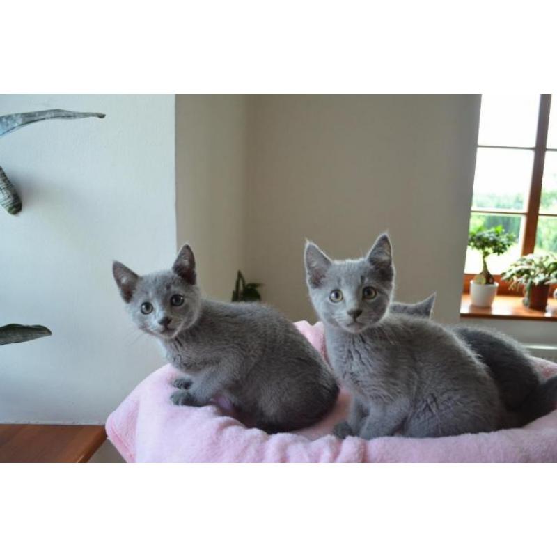 blauwe rus kittens