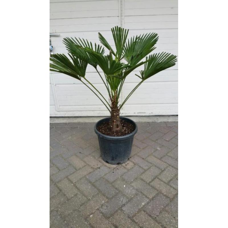 Palm, Trachycarpus wagnerianus