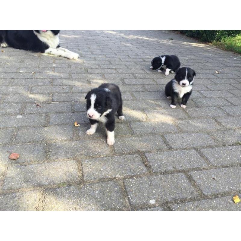 Border collie pups met stamboom