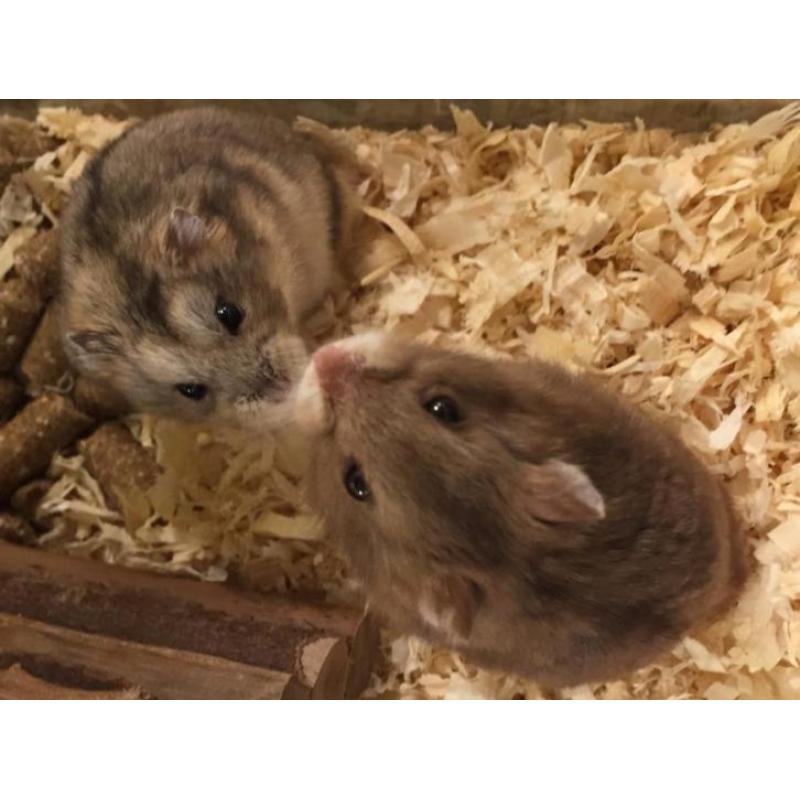 Campbelli hamsters, hamster