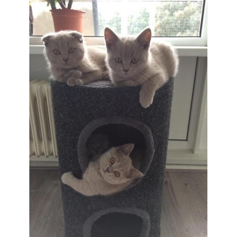 Scottish Fold/Stright kittens