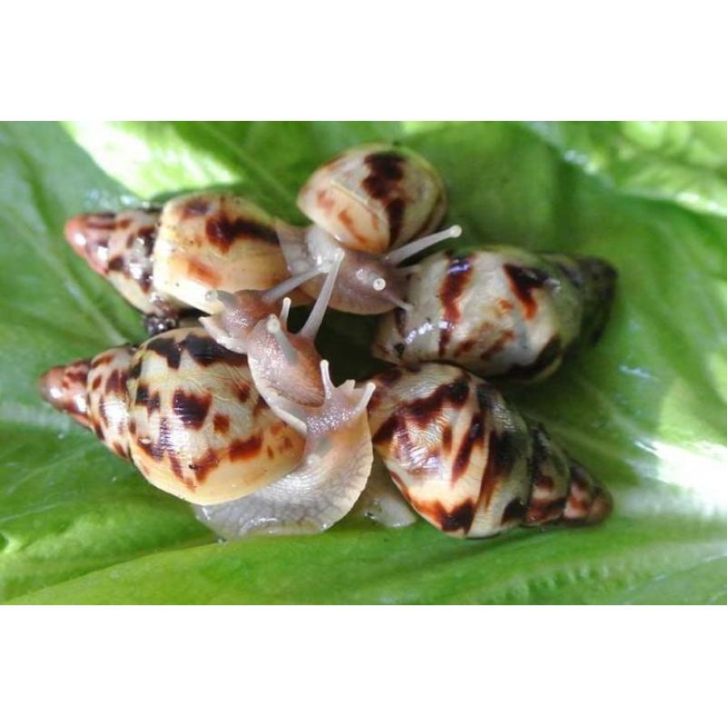 agaatslakken - afrikaanse reuzenslakken