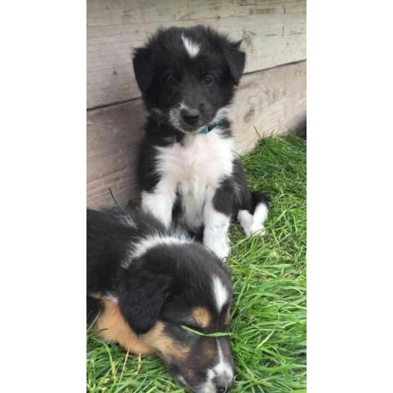 bordercollie's pups