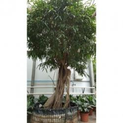 Ficus Maclellandii 'alii' - Jungle Boom 665-675cm art38734