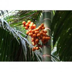 Dypsis Lutescens - Areca Palm art42738
