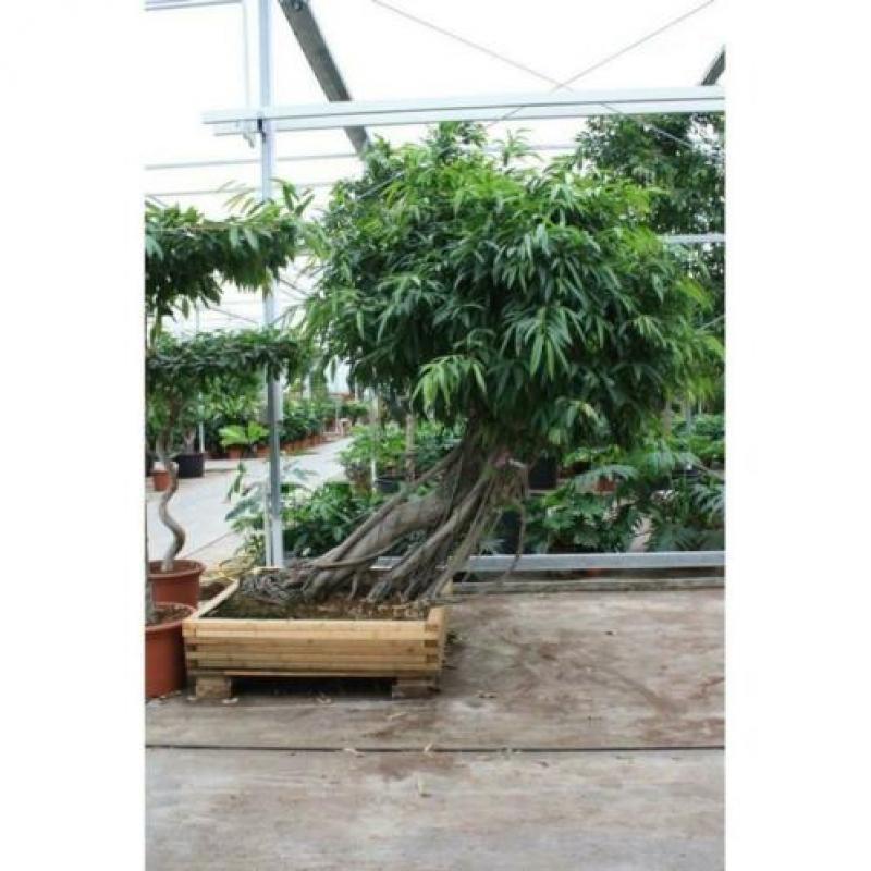 Ficus Maclellandii 'alii' - Jungle Boom 665-675cm art38734