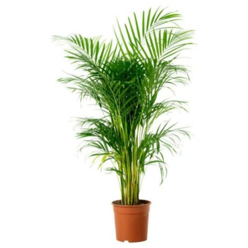 Dypsis Lutescens - Areca Palm art42738