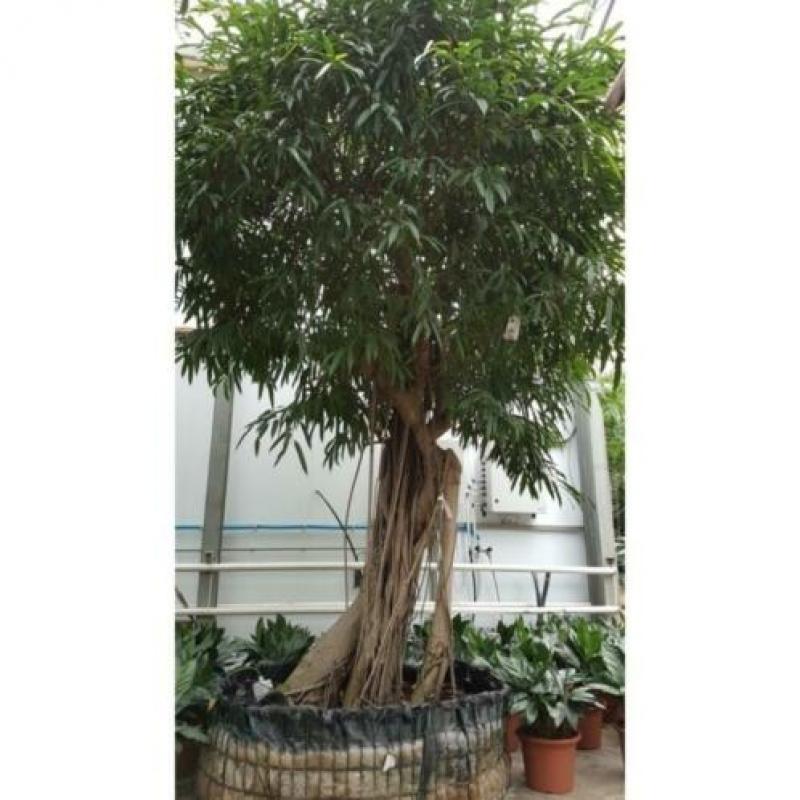 Ficus Maclellandii 'alii' - Jungle Boom 565-575cm art21351