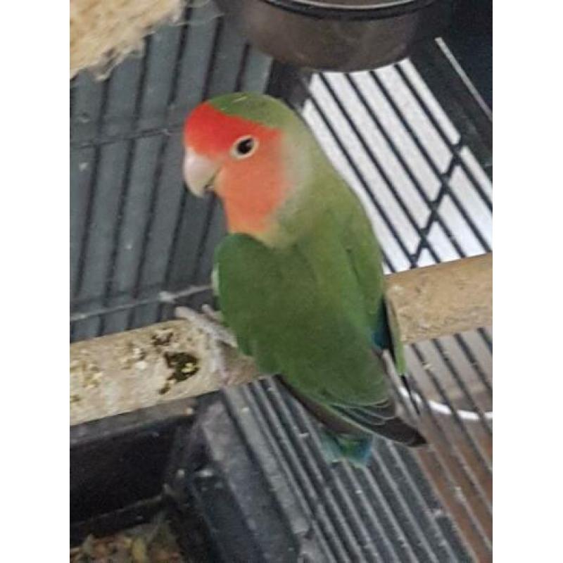 Agapornis dwergpapegaai dwerg papegaai groen met rode kop