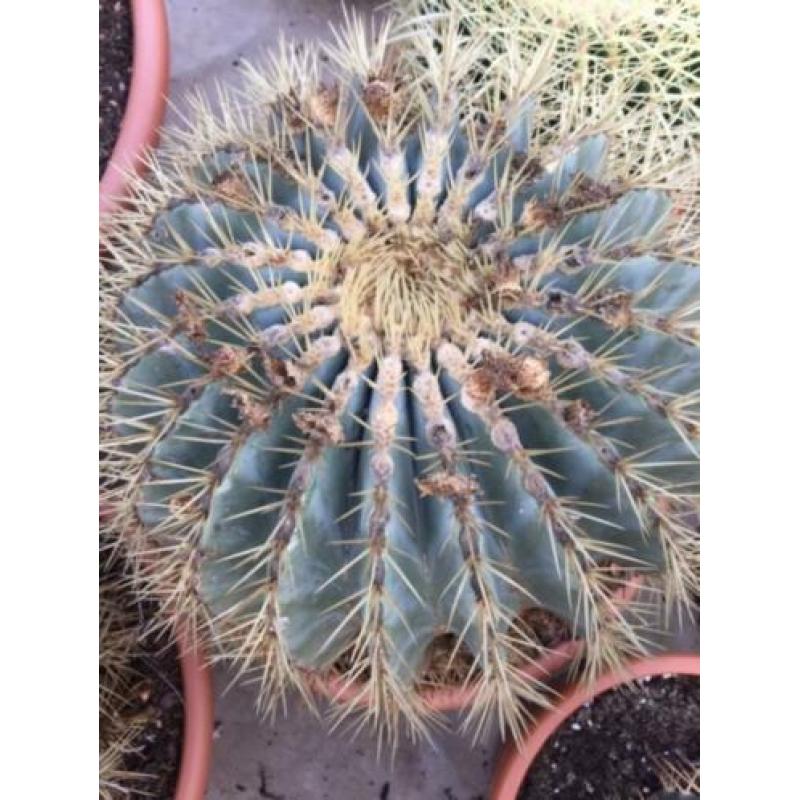 Cactussen: 25000m2 cactus plezier en honderden Caudexplanten
