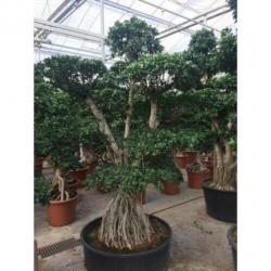 Ficus Microcarpa 'ginseng' - Bonsai 290-300cm art24387