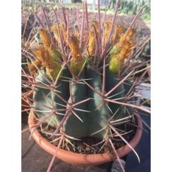 Cactussen: 25000m2 cactus plezier en honderden Caudexplanten