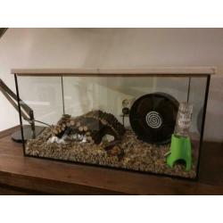 Glazen hamsterbak / aquarium met deksel