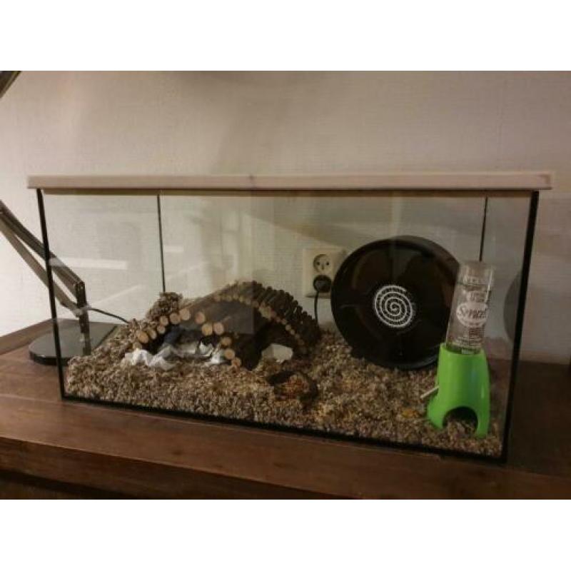 Glazen hamsterbak / aquarium met deksel