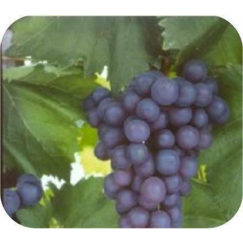 Druif, druivenplanten, Boskoops glory, Frankenthaler