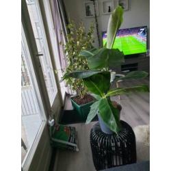 2 grote bananenplanten plant musa kamerplant stek stekken