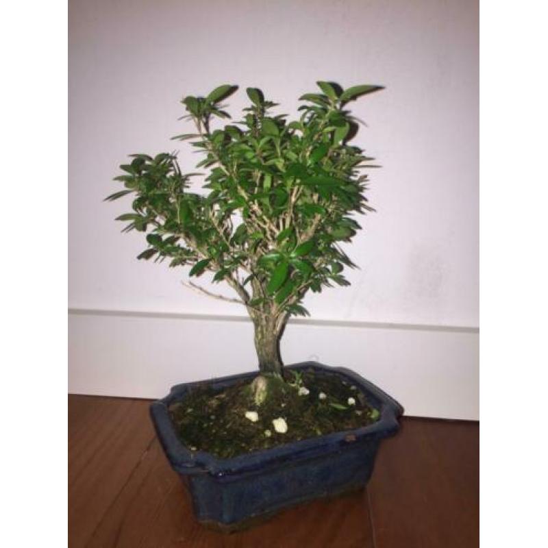 bonsai serissa foetida indoor bonsai tree 23cm