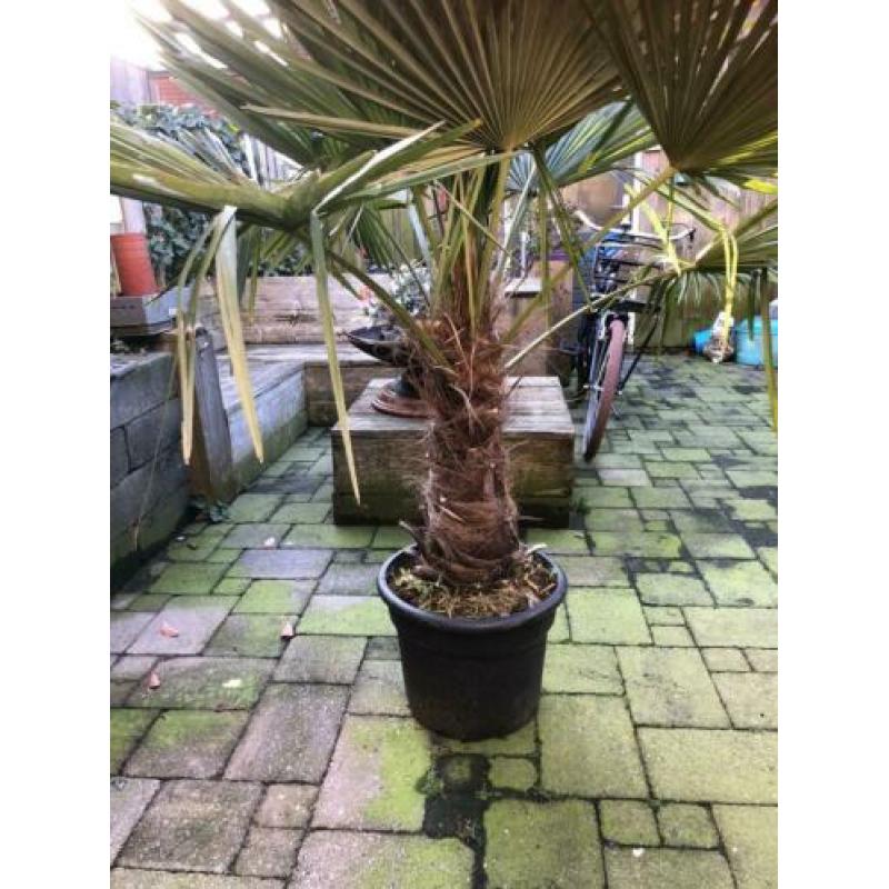 Trachycarpus Fortunei 180cm aanbieding, winterharde palmboom