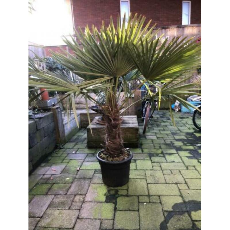 Trachycarpus Fortunei 180cm aanbieding, winterharde palmboom