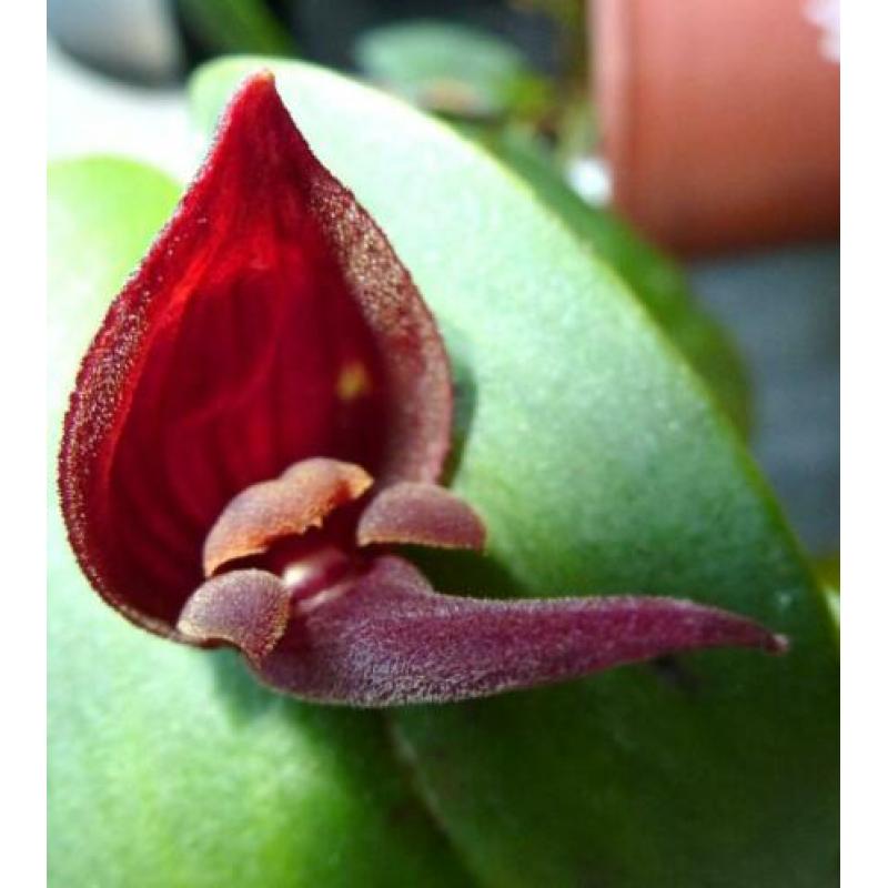 Orchidee, Pleurothallis nephroglossa