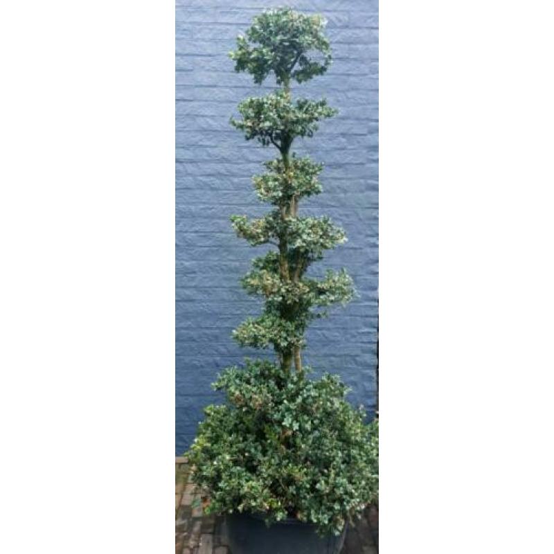 Buxus sempervirens rotundifolia vorm snoei tuin bonsai.