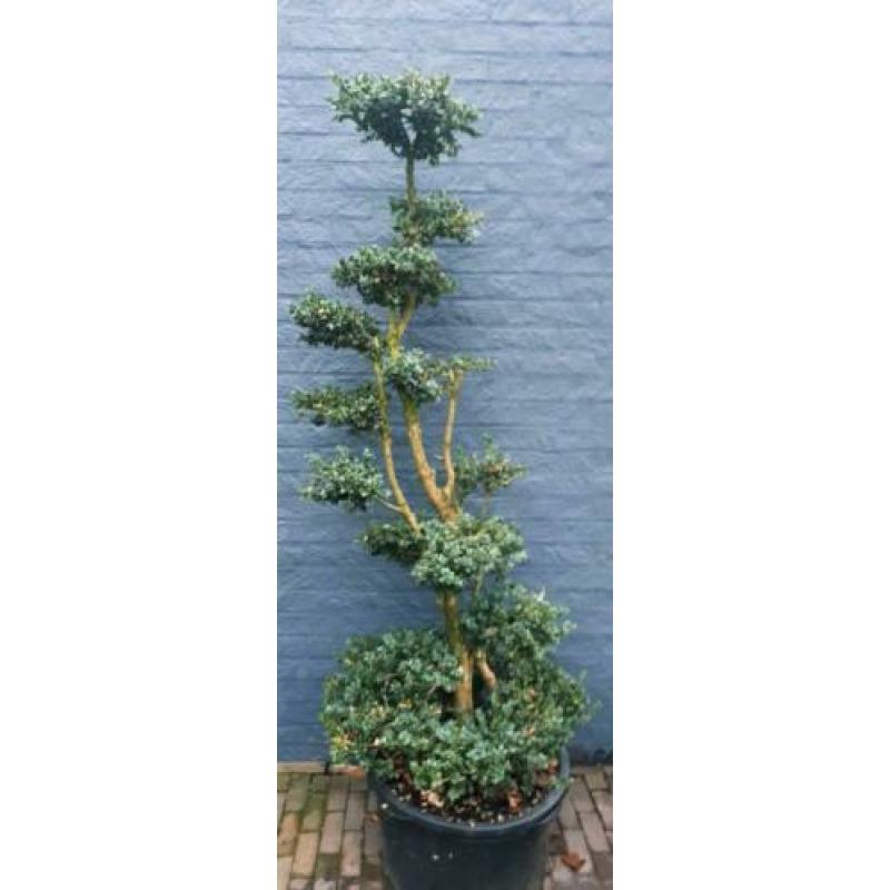 Buxus sempervirens rotundifolia vorm snoei tuin bonsai.