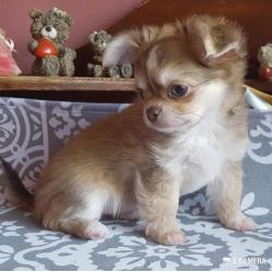 Chihuahua nog een prachtig reutje met stamboom .Ouders PL -0