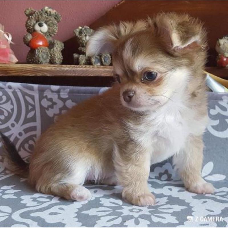 Chihuahua nog een prachtig reutje met stamboom .Ouders PL -0